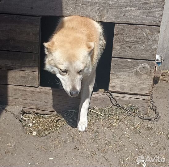 Собака в добрые руки отдам бесплатно
