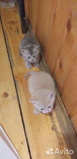 Котята отдам даром