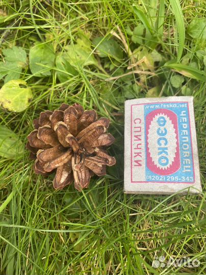 Шишки сосновые