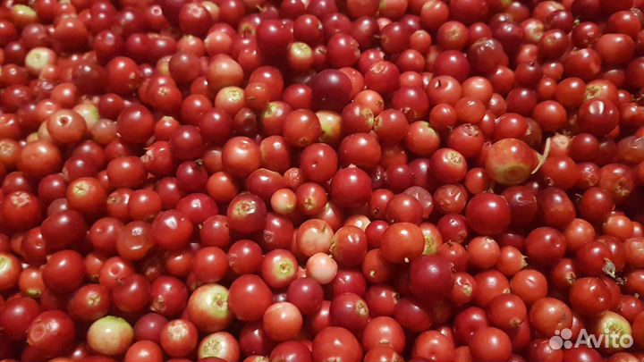 Брусника лесная