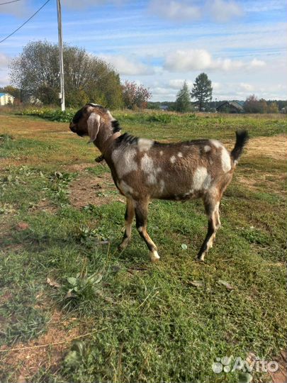 Корова дойная, козлик нубийский