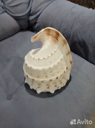 Большая морская раковина, сувенир