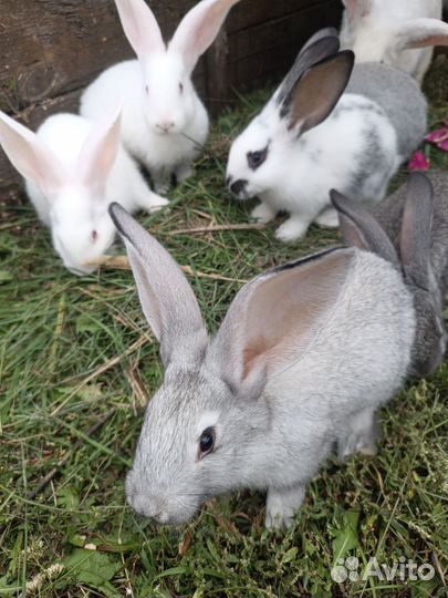 Кролики великаны