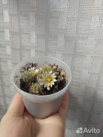 Кактускактус