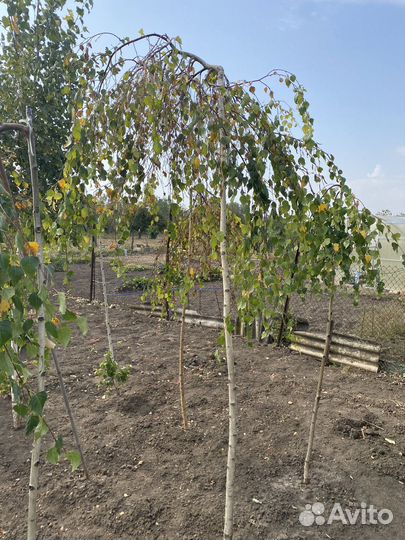 Лиственные деревья для озелениения в зкс