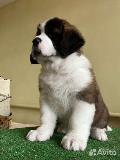 Щенки сенбернара