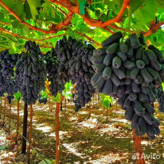 Виноград Аватар