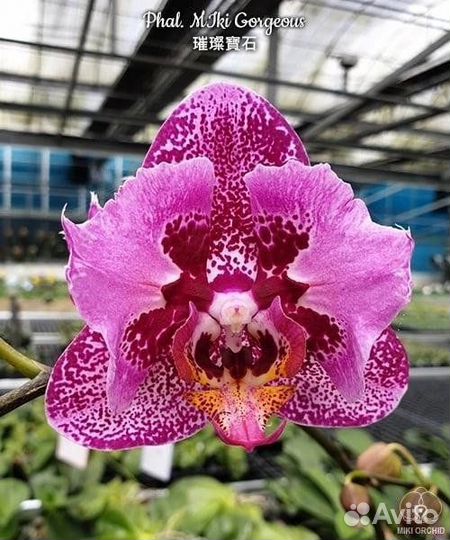 Фаленопсис орхидея бабочки азиатские нецветущие