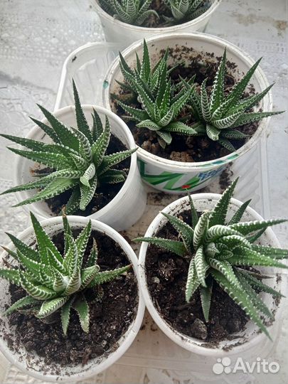 Хавортия суккулент