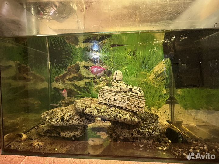 Аквариумные рыбки