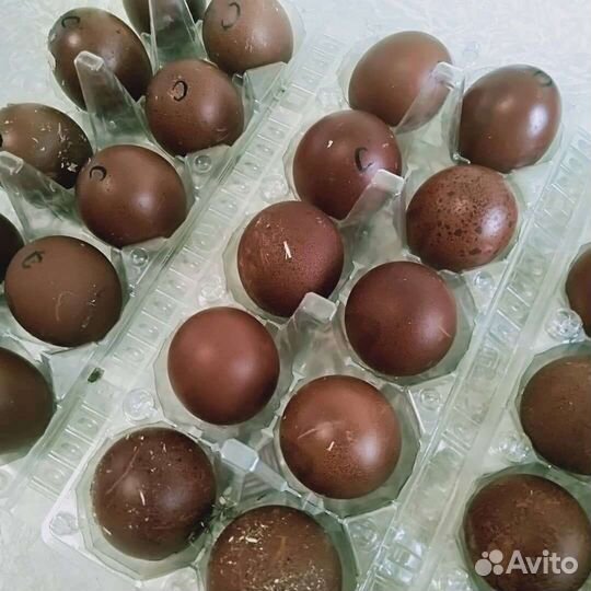 Яйца Домашние Зарайск