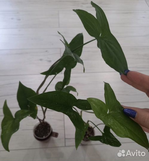 Сингониум разные