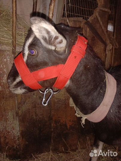 Лифчик для козы,фартуки на козлов,недоуздки