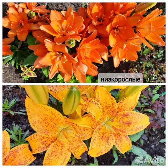 Лилии, лилейники, жемчужница