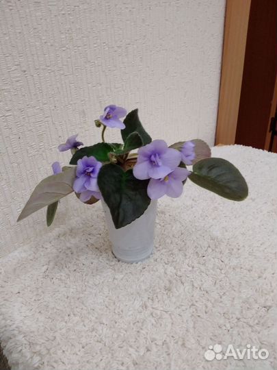 Фиалка в горшках