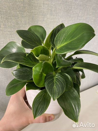 Филодендрон биркин и кашпо Икея