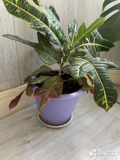 Кротон, фикус Белиз, Педилантус