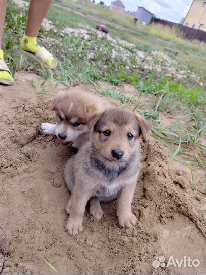 Маленькие собачки в добрые руки