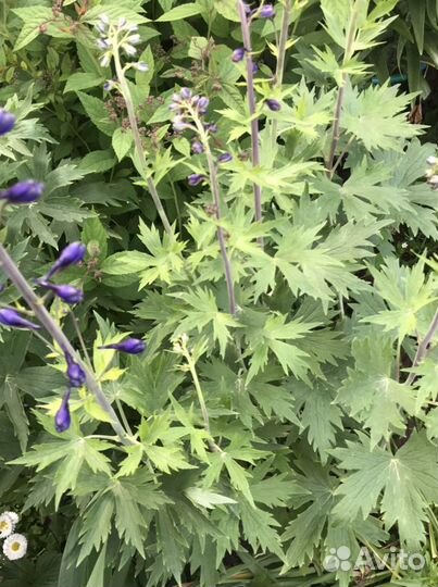 Дельфиниум