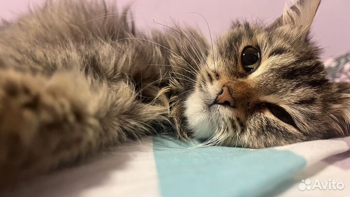 Пушистый котенок в добрые руки