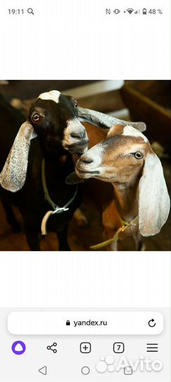 Коза нубийская