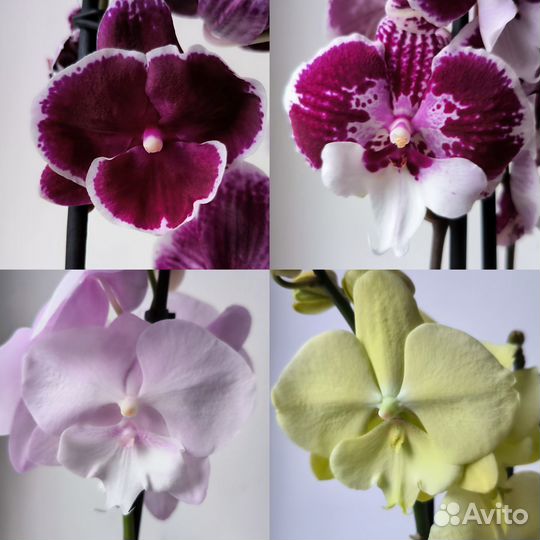 Орхидеи фаленопсис биг липы цветущие