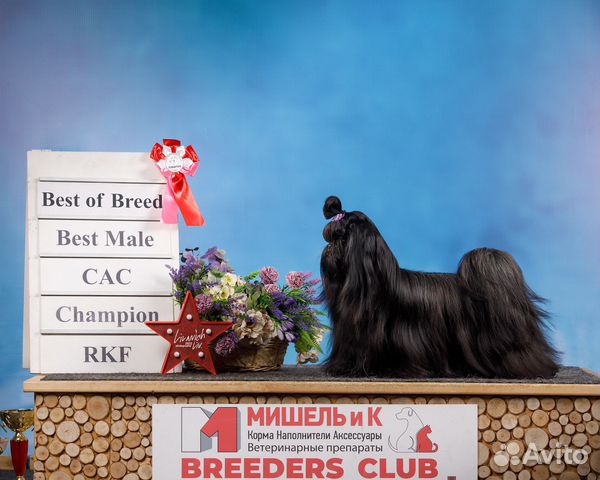 Вязка Ши-тцу