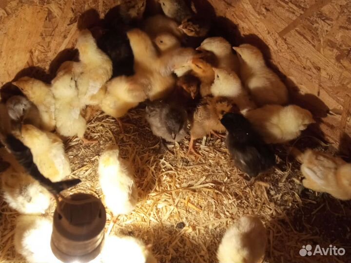 Цыплята помесные