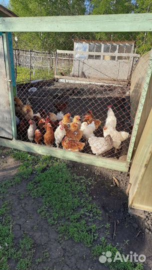 Молодые петушки