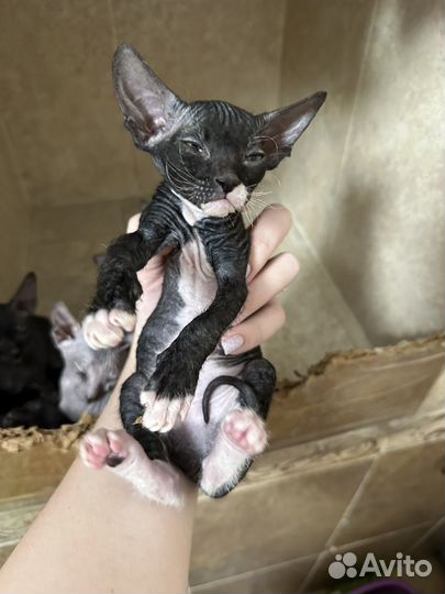 Донской сфинкс котята