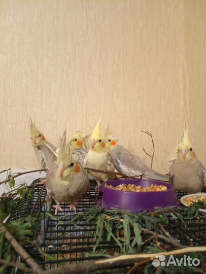 Попугай корелла птенец