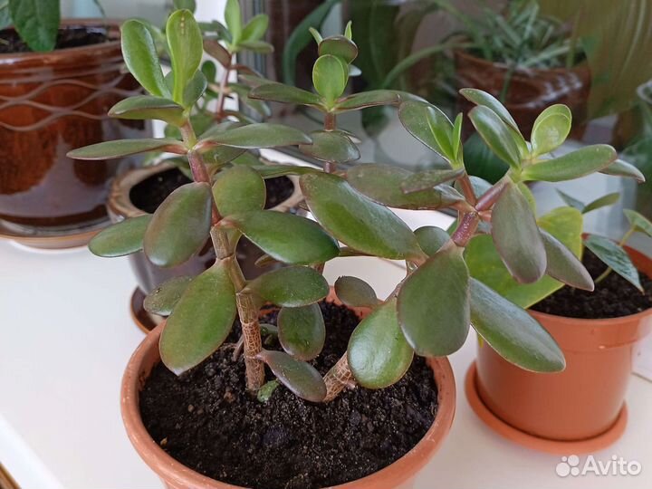 Крассула толстянка