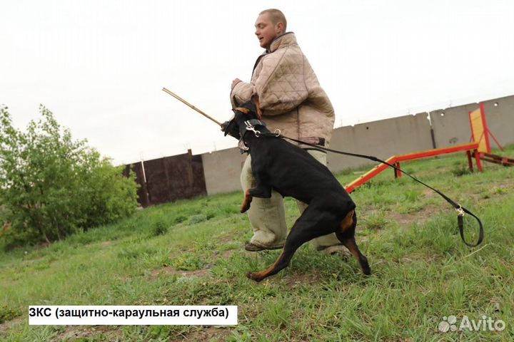Дрессировка собак-Школа бесконфликтной дрессировки