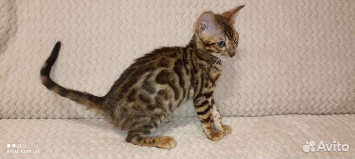 Бенгальские котята