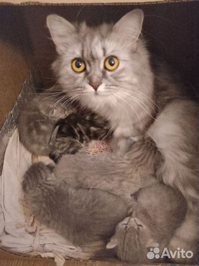 Котята хайленд-страйт бронь