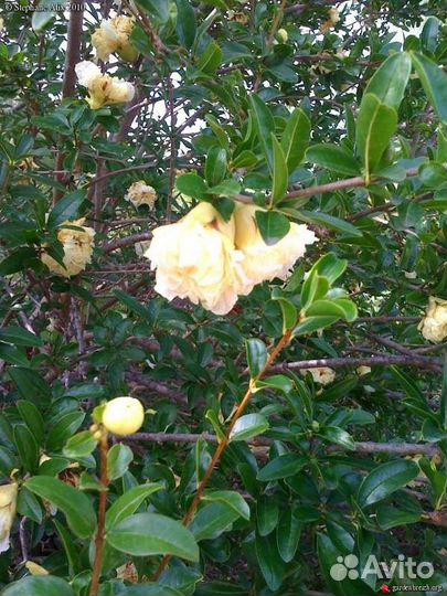 Декоративный гранат с белыми цветами