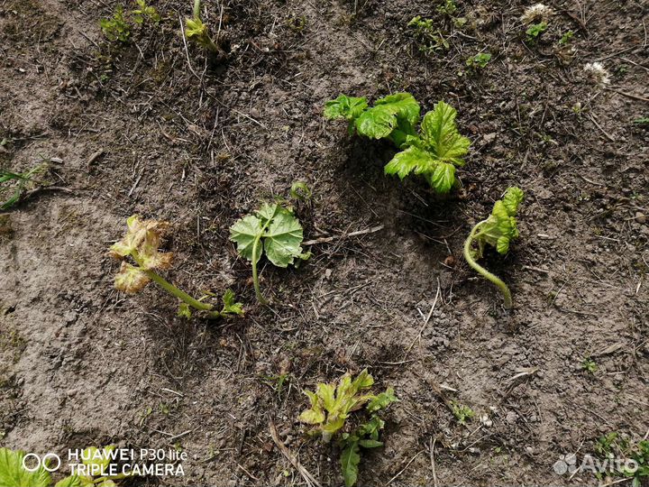 Средство от борщевика