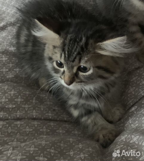 Котенок девочка в добрые руки