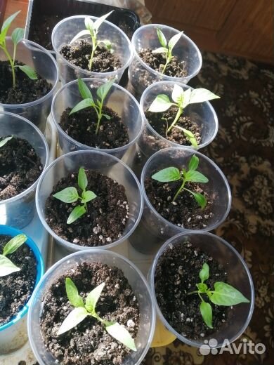 Рассада перца