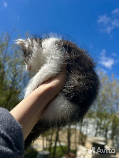 Котята мальчик и девочка