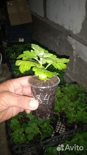 Хризантемы мультифлора