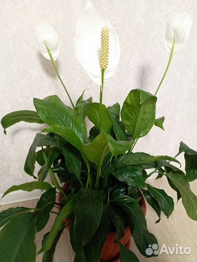 Спатифиллум