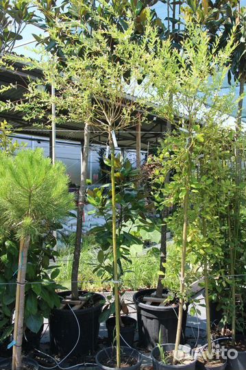 Ива цельнолистная Хакуро-Нишики штамб 120см Salix