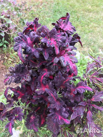 Продам срез колеусов