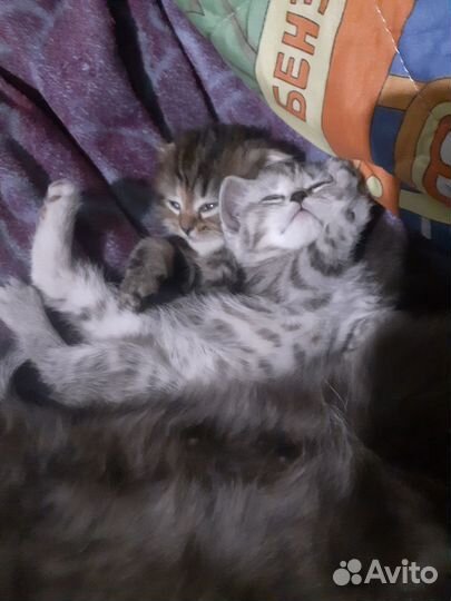 Отдам в добрые руки