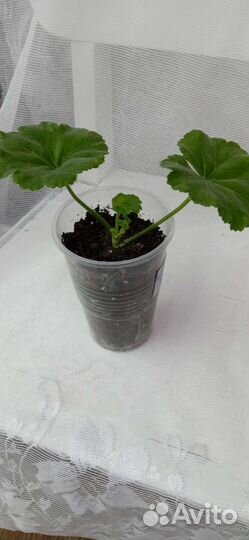 Пеларгония герань