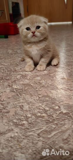 Шотландские вислоухие котята