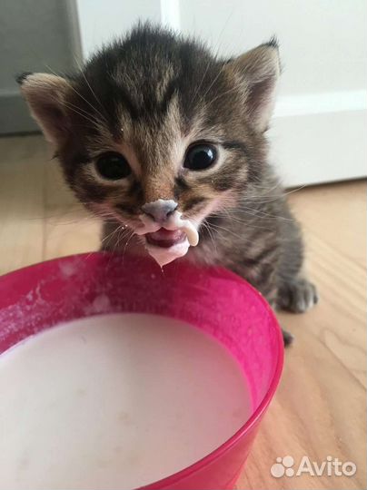 Кошка Немецкая