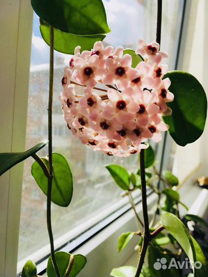 Хойя домашние цветы