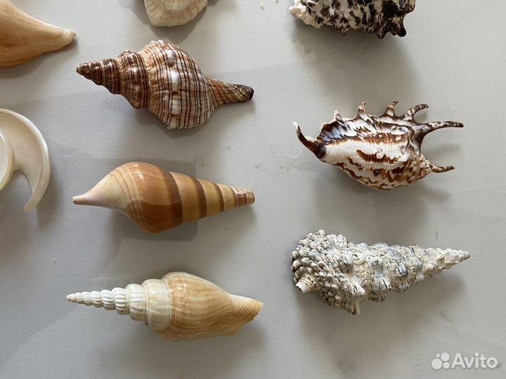 Ракушки для декора или аквариума